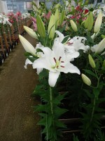 [5387 Signum TL VZ No01.JPG]